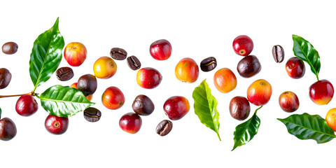 Isolated floating coffee fruits and leafs on white
