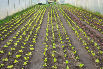 Vegetables in an organic greenhouse plantation.