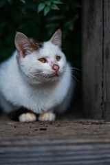 Vertical shot of a cat outdoors