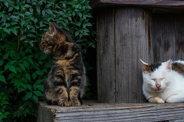 Wooden surface with two cats resting