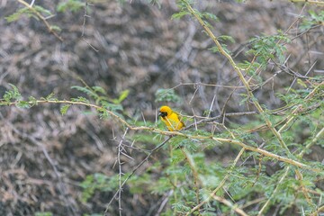 Picture of a colorful masker weaver bird sitting in grass in Namibia
