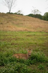 Vertical shot of a beautiful deer resting on the grass in the field
