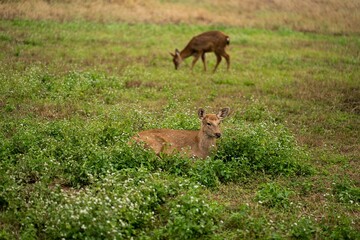 Beautiful deer resting on the grass in the field