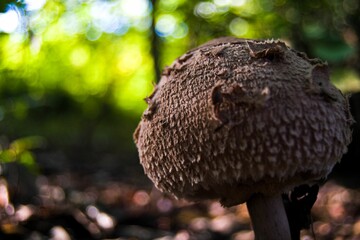 Closeup shot of wild mushroom in the forest