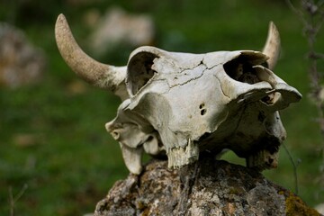 Cows skull on a rock
