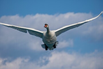 Low-angle view of a mute swan flying with the blue sky in the background