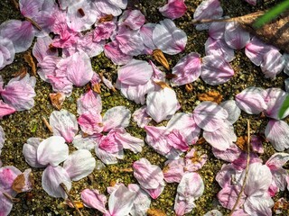 땅에 떨어진 자연 벚꽃잎 - obrazy, fototapety, plakaty