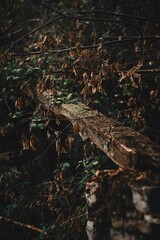 Tree branch with dried autumn leaves