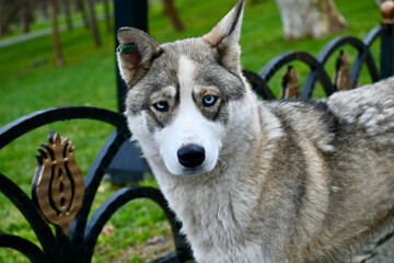 Stray husky dog in a park