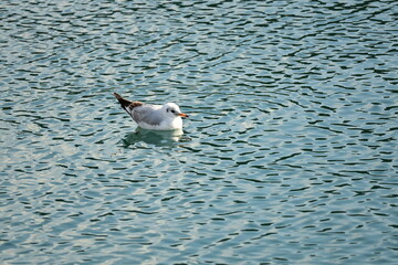 Obraz premium Beautiful seagull floating in the wavy water