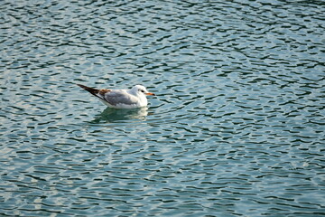 Seagull swimming on water