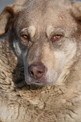 Portrait of a brown stray dog on a sunny day