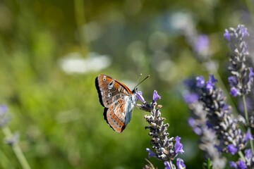 Closeup shot of a white admiral butterfly on a purple lavender flower - obrazy, fototapety, plakaty
