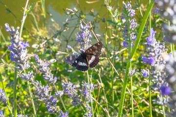 Closeup shot of a red admiral butterfly on a purple lavender field - obrazy, fototapety, plakaty