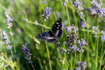 Closeup shot of a red admiral butterfly on a purple lavender flower - obrazy, fototapety, plakaty