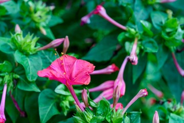 Closeup of blooming pink Mirabilis jalapa flower
