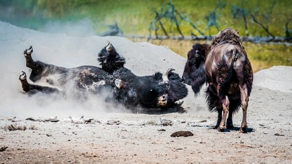 Two black domestic yaks in the field, one lying on the ground and another standing near it