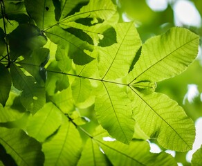 Closeup of green leaves under sunlight