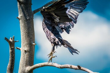 Mesmerizing shot of a Pronghorn (Antilocapra americana) standing on a green meadow