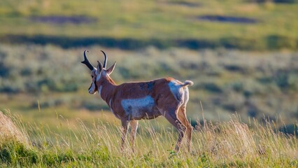 Beautiful shot of the pronghorn (Antilocapra americana) standing in a green pasture