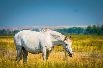 Beautiful white horse grazing in a field with weathered grass under the clear, blue sky