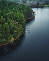 Aerial of Lake Geluva with a beautiful dense forest on the coast in Lithuania