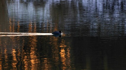 Bird swimming in the water on an evening hour
