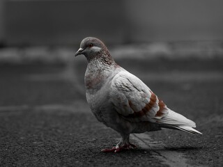 Closeup shot of a gray brown pigeon on a road