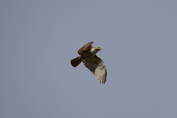 Scenic view of a hawk flying in the sky in daylight