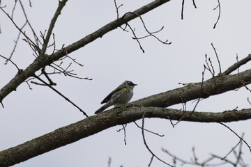 Scenic view of a magnolia warbler perched on a wooden tree branch in a blurred background