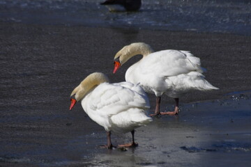 Scenic view of two beautiful swans on the beach in daylight
