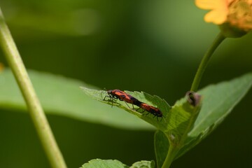 Macro of mating Froghoppers on a green leaf