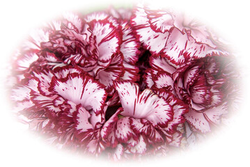 macro of vivid beautiful carnations with scalloped petals