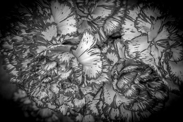 macro of beautiful carnations with scalloped petals in black and white