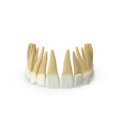 Realistic Upper Jaw Teeth - obrazy, fototapety, plakaty