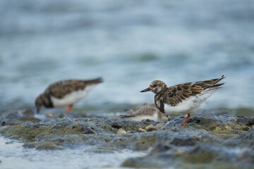Closeup of ruddy turnstone perching on wet ground