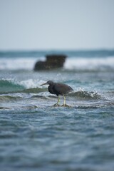 Vertical shot of a reef heron standing on the seacoast