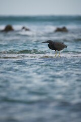 Vertical shot of a reef heron standing on the seacoast