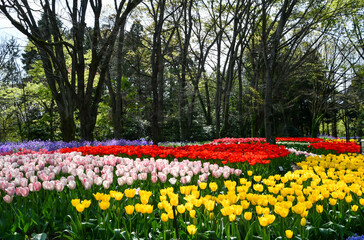 京都府立植物園のチューリップ畑	