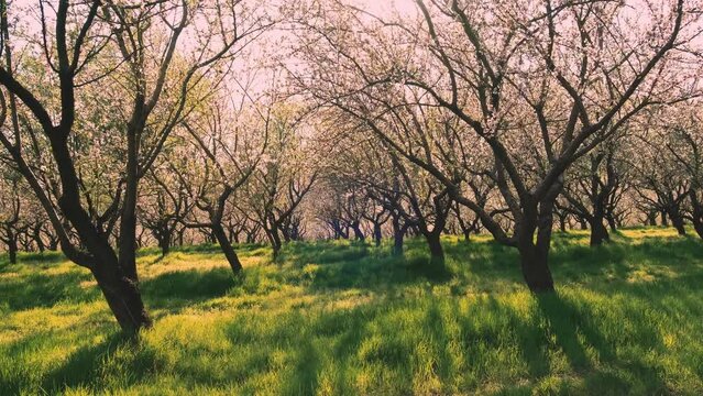Motion video of beautiful orchard of almond trees in blossom during spring time.