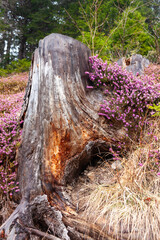 the force of nature: a beautiful heather bloom in its magenta tones envelops a tree trunk that...