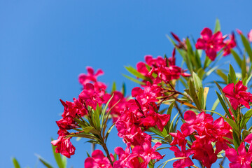 Outdoor shot filled with beautiful oleander blossoms in their smooth magenta tonesbeauty 