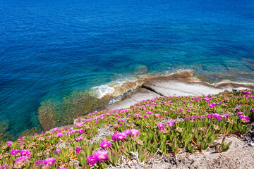 granite rocks and the fuchsia flowering of the Hottentot figs at Capo Sant Andrea, in the Tuscan archipelago: