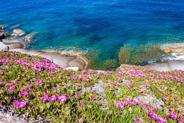 granite rocks and the fuchsia flowering of the Hottentot figs at Capo Sant Andrea, in the Tuscan...