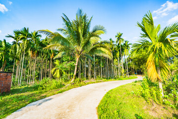 A betel nut forest in the afternoon in Qiongzhong, Hainan, China