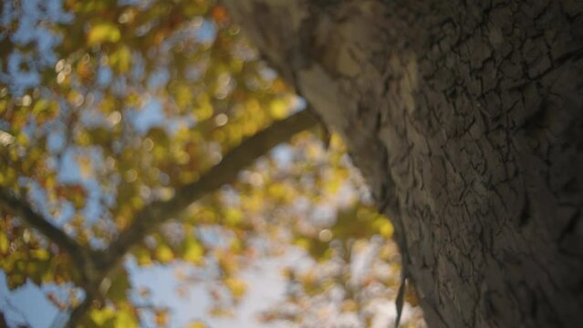 Tree trunk with the autumn leaves on a sunny day