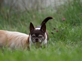 Group of dogs playing in the green grass.