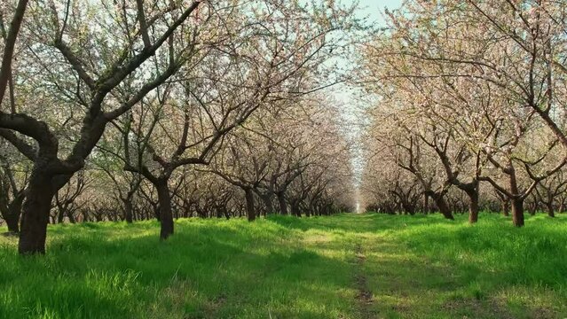 Motion video of beautiful orchard of almond trees in blossom during spring time.