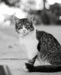 Monochrome vertical shot of the cat on the street