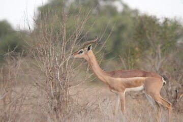 Antelope from sideview in animals park with plants on blurred background